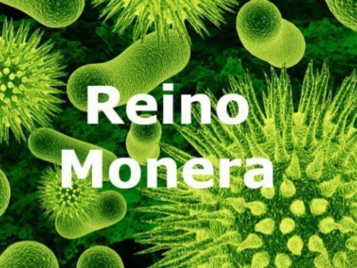 Reino Monera – O que é e Principais características