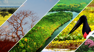 biomas Brasil