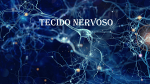 tecido nervoso