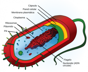 Membrana plasmática