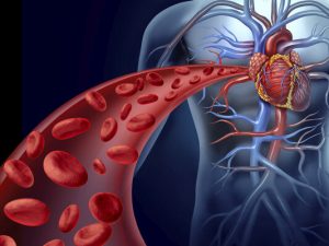 Sistema cardiovascular