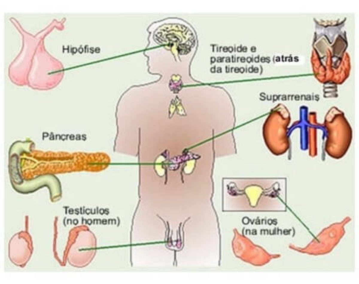 Funcao Do Sistema Endocrino Dra. Amanda Soeiro|Endocrinologista