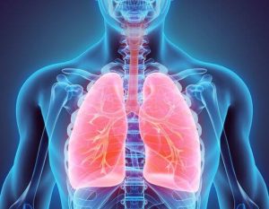 Sistema respiratório 3