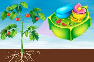 Vegetal célula