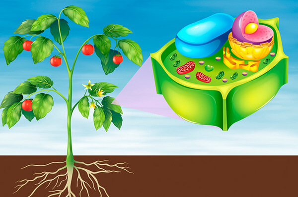 Vegetal célula