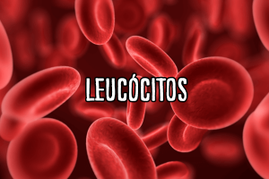 leucócitos3