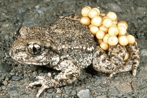 Animais ovíparos