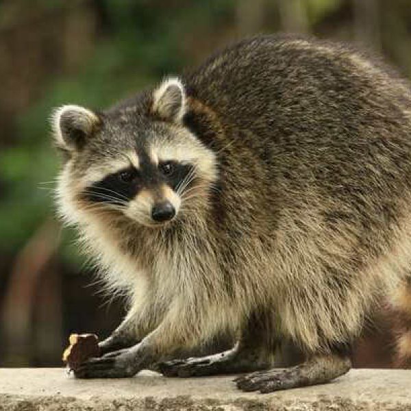 Exemplos Onivoros Grátis: Classificação Dos Animais Por