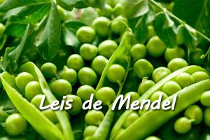Leis de Mendel