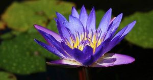 Angiosperma