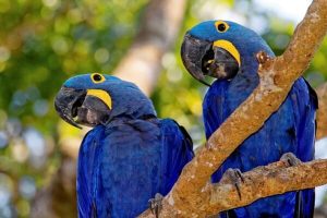 Arara-azul