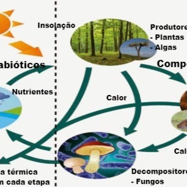 Definicao De Fatores Abioticos