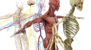 Partes do corpo