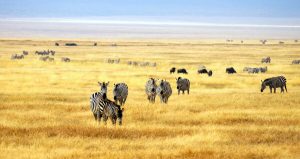 Savana