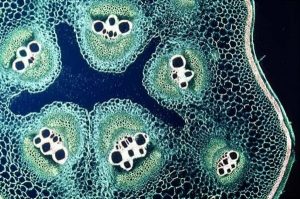 Histologia vegetal