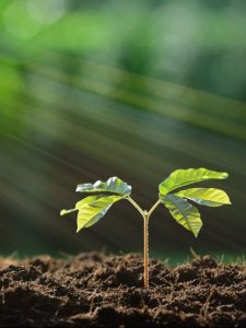cropped-planta-recebendo-luz-solar.jpg