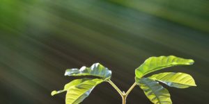 cropped-planta-recebendo-luz-solar.jpg