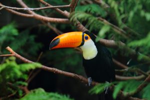7 animais que podem ser encontrados em Florestas Tropicais (Imagem: WireStock/FreePik.com)