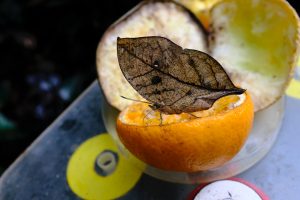 Camuflagem e Mimetismo qual a diferença (Imagem: János Szüdi/Unsplash)