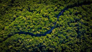 Floresta Amazônica Por que ela é tão importante (Imagem: Vlad Hilitanu/Unsplash)