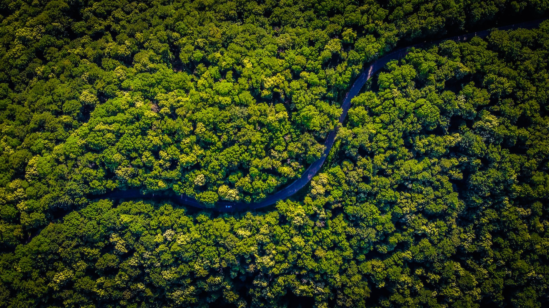 Floresta Amazônica Por que ela é tão importante (Imagem: Vlad Hilitanu/Unsplash)