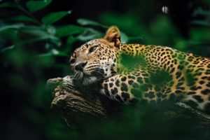Onça-pintada - 5 curiosidades que você certamente não sabia (Imagem: Chuttersnap/Unsplash)