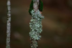 Relações harmônicas interespecíficas - Protocooperação, Comensalismo, Inquilinismo e Mutualismo (Imagem: Jules A./Unsplash)