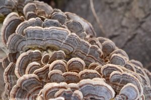 3 funções importantes desempenhadas pelos Fungos (Imagem: Jason Mitrione/Unsplash)