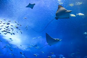 Ecologia Marinha os desafios e a importância da conservação dos oceanos