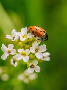 Selective focus shot of a ladybird beetle on a flower in afield captured on a sunny day