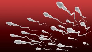 Espermatozoide conheça a célula reprodutiva masculina