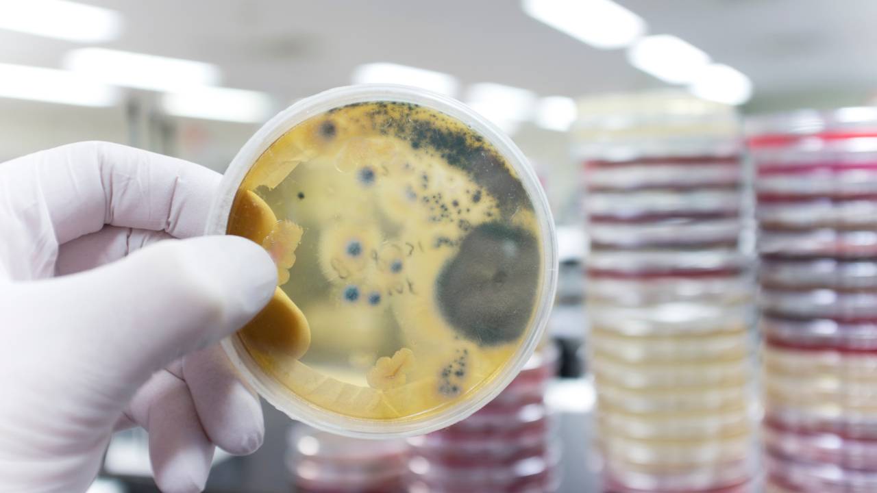 Patógenos o que são e como afetam a saúde humana